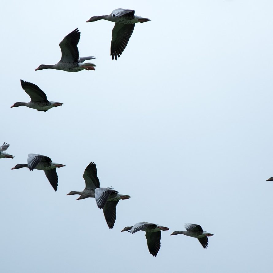 formation-gd6b6d4309_1280
